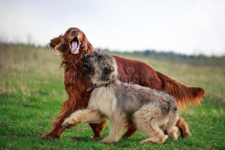 爱尔兰赛特犬图片