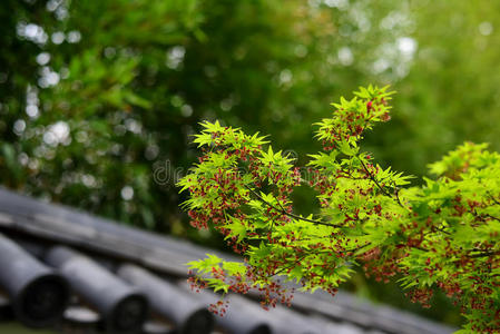 樱花树和日本茶馆墙图片