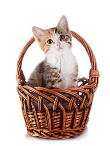 在一个有垂饰的篮子里的小猫。