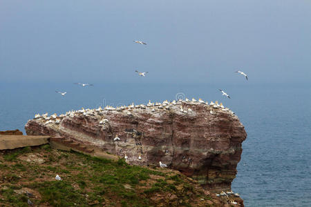 北海的岩石上有许多鸟