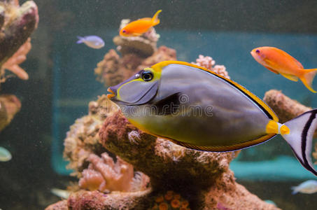 水族馆中的纳索线虫图片