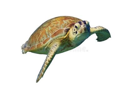 白底绿海龟