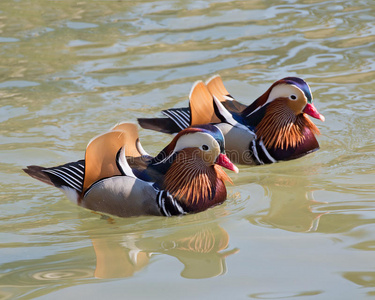 鸳鸯羽毛图片-鸳鸯羽毛素材-鸳鸯羽毛插画-摄图新视界