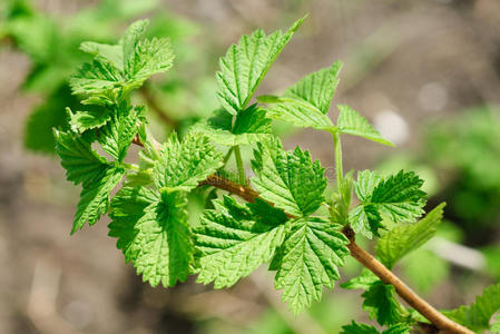 食物 花园 覆盆子 树叶 农业 植物区系 分支 灌木 水果