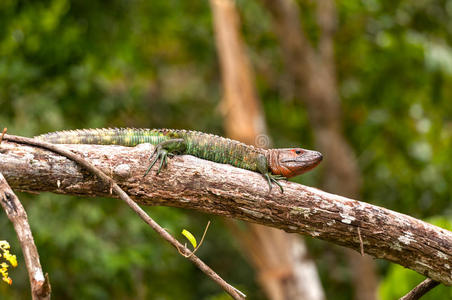 凯曼蜥蜴在雨林树枝上晒太阳