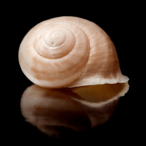 小海螺壳