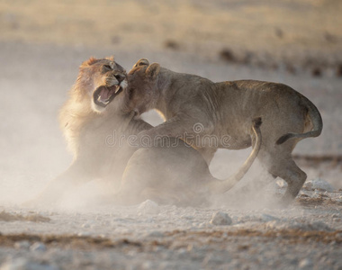 狮子打架