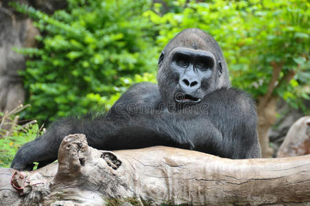 躺在木杆上的黑色大猩猩