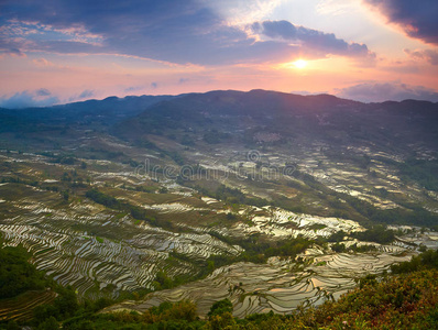 亚洲 种植园 文化 食物 美女 风景 领域 自然 桂林 植物