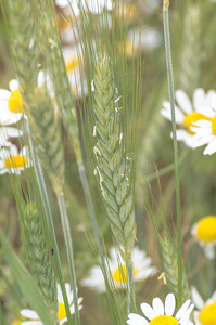 小麦和白甘菊