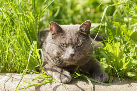 英国小猫在草地上觅食的画像