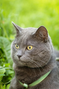 英国小猫在草地上觅食的画像