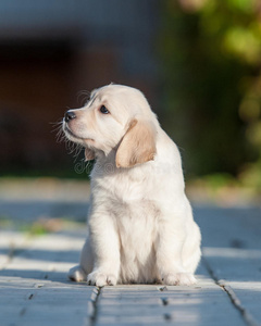 金毛猎犬图片