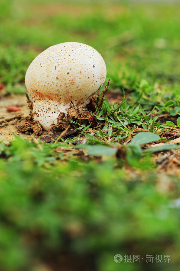 草地上的白蘑菇