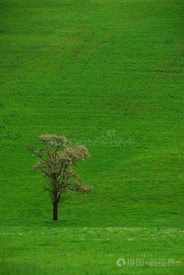 绿草地上的树