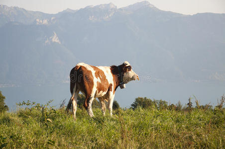 瑞士牧场上的一头牛
