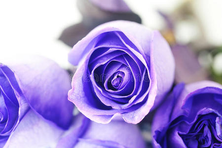 美丽的紫罗兰背景