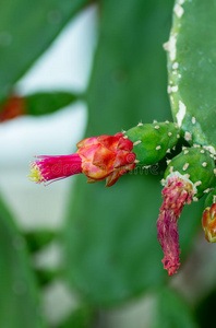 仙人掌花开