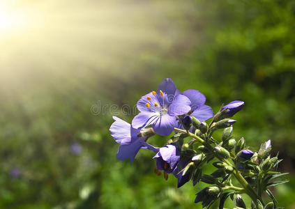 花儿灿烂阳光明媚的夏日。