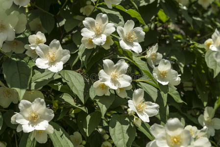 公园里盛开的茉莉花丛