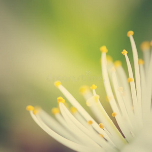 花朵细节