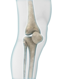 膝关节解剖学