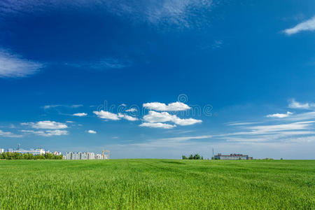 地平线上绿草和城市的田野