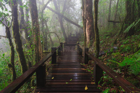 泰国热带雨林中的木步道