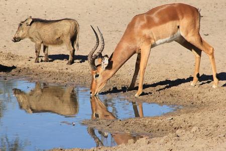 黑斑羚和野猪非洲野生动物分享水很容易
