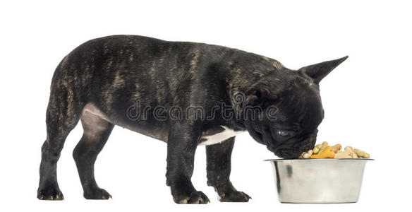 法国斗牛犬，站着，从满满的碗里吃东西