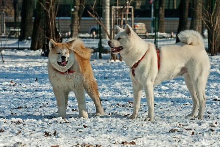 秋田犬的付出和跳跃