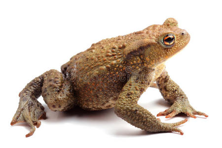 肉赘白毛蟾蜍摄影图