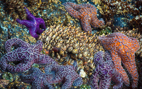 藤壶海星和藤壶照片