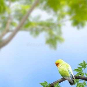 树枝上的鹦鹉