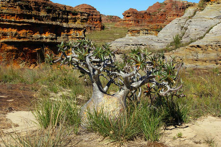 矮猴面包树.照片