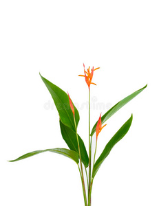 花螺旋图片