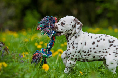 达尔马提亚犬