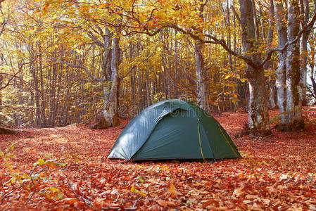 森林中的绿色帐篷