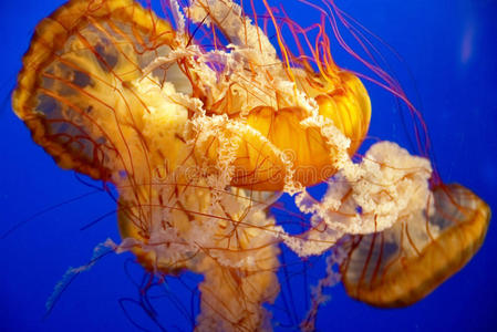 水族馆里的橙色水母