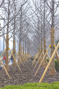 苗圃里林登树成行