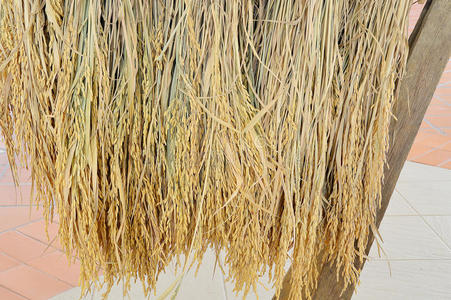 泰国产的一堆褐色的稻谷