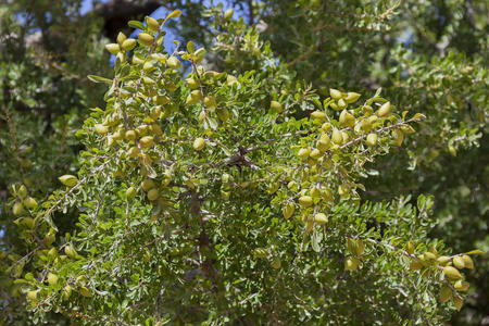 摩洛哥阿甘果图片