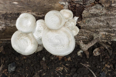 木腐的白蘑菇。