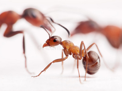 蚂蚁大小蚂蚁和大蚂蚁在后面照片