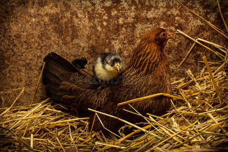 母鸡妈妈照顾新生的小鸡照片