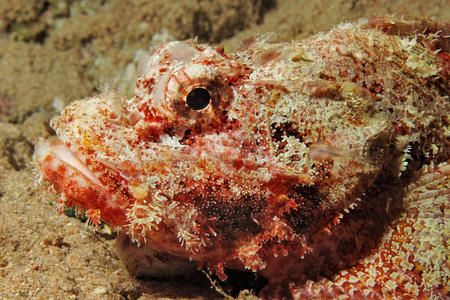 大蝎子图片大全