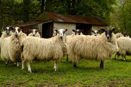 羊和谷仓