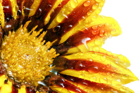 加扎尼亚虎的一朵花，有水滴。菊科金碧属。分离。