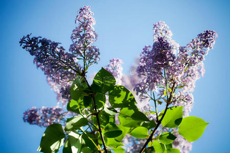 丁香花