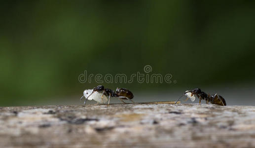 蚂蚁在工作照片